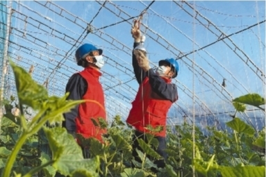 遼寧建平：供電服務送進農戶大棚