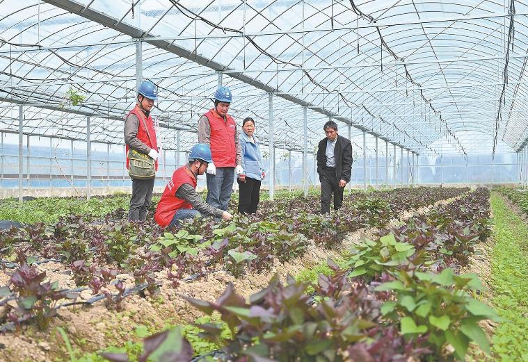 河南息縣：供電服務(wù)貼心，種植紅薯有信心”